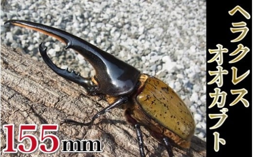 ヘラクレスオオカブト♂155mm～+♀セット N022-YC228