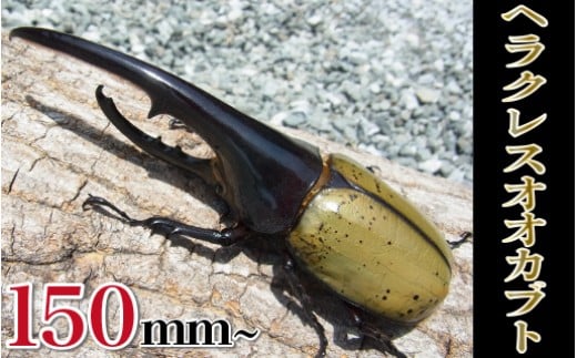 ヘラクレスオオカブト♂150mm～+♀セット　N022-YD0253