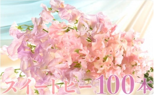 【1月~3月発送】スイートピー100本 N029-YE121