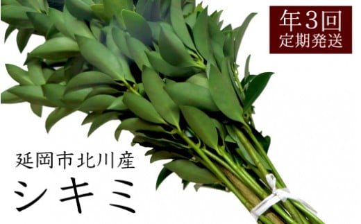 延岡市北川産シキミ(80cm程度)(3月・8月・12月定期配送) N009-YA221