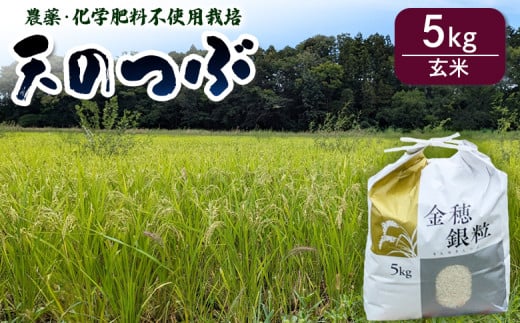 【先行予約】 天のつぶ 玄米5kg 令和7年産 | 無農薬 農薬不使用 化学肥料不使用 お米 米 福島産 福島県産 南相馬 みさき未来
