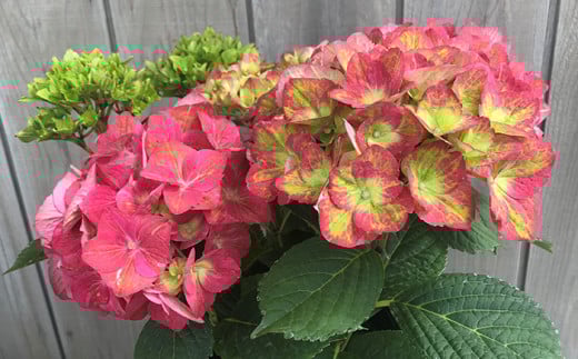 【先行予約】 アジサイ マスカレード (変色・緑から赤) 5号鉢 | 花 お花 あじさい 紫陽花 グリーン レッド 緑 赤 5号 花ギフト フラワーギフト 鉢花 鉢植え ギフト プレゼント 贈答 農林水産大臣賞受賞 根本園芸