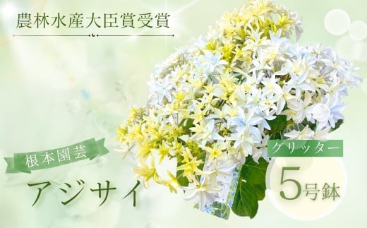 【先行予約】 アジサイ グリッター 5号鉢 | 花 お花 あじさい 紫陽花 ホワイト 白 5号 花ギフト フラワーギフト 鉢植え ギフト プレゼント 根本園芸