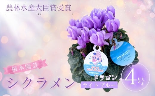 【先行予約】 シクラメン ドラゴン ライトブルー 4号鉢 | 花 お花 ガーデンシクラメン ブルー 青 4号 花ギフト フラワーギフト プレゼント 根本園芸