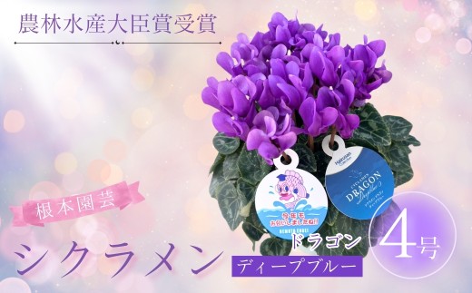 【先行予約】 シクラメン ドラゴン ディープブルー 4号鉢 | 花 お花 ガーデンシクラメン ブルー 青 4号 花ギフト フラワーギフト プレゼント 根本園芸