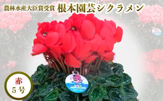 【先行予約】シクラメン レッド 5号鉢 | 花 お花 ガーデンシクラメン 赤 5号 花ギフト フラワーギフト 鉢花 鉢植え ギフト プレゼント 贈答 農林水産大臣賞受賞 根本園芸