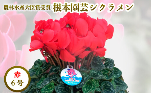 【先行予約】シクラメン レッド 6号鉢 | 花 お花 ガーデンシクラメン 赤 6号 花ギフト フラワーギフト 鉢花 鉢植え ギフト プレゼント 贈答 農林水産大臣賞受賞 根本園芸