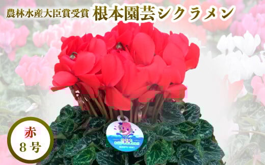 [先行予約]シクラメン レッド 8号鉢 | 花 お花 ガーデンシクラメン 赤 8号 花ギフト フラワーギフト 鉢花 鉢植え ギフト プレゼント 贈答 農林水産大臣賞受賞 根本園芸