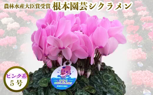 [先行予約]シクラメン ピンク系 5号鉢 | 花 お花 ガーデンシクラメン ピンク 5号 花ギフト フラワーギフト 鉢花 鉢植え ギフト プレゼント 贈答 農林水産大臣賞受賞 根本園芸
