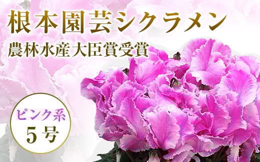 [先行予約]シクラメン ピンク系フリンジ 5号鉢 | 花 お花 ガーデンシクラメン ピンク 5号 花ギフト フラワーギフト 鉢花 鉢植え ギフト プレゼント 贈答 農林水産大臣賞受賞 根本園芸
