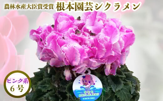 [先行予約] シクラメン ピンク系フリンジ 6号鉢 | 花 お花 ガーデンシクラメン レッド 赤 花ギフト フラワーギフト 鉢花 鉢植え ギフト プレゼント 贈答 農林水産大臣賞受賞 根本園芸