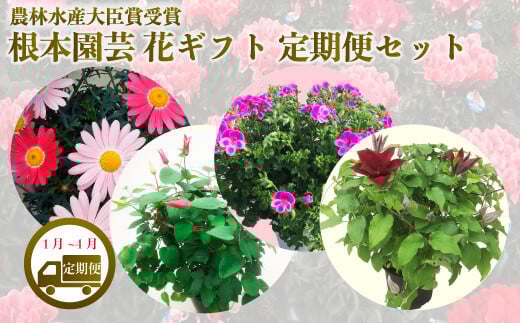 【先行予約】花ギフト定期便 4ヶ月(1〜4月) マーガレット ラナンキュラス ラックス クレマチス | 花 お花 フラワーギフト 定期便 花ギフト フラワーギフト 鉢花 鉢植え ギフト プレゼント 贈答 農林水産大臣賞受賞 根本園芸
