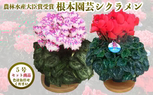 【先行予約】シクラメン 色おまかせセット 5号×2鉢 | 花 お花 ガーデンシクラメン おまかせ 5号鉢 花ギフト フラワーギフト 鉢花 鉢植え ギフト プレゼント 贈答 農林水産大臣賞受賞 根本園芸