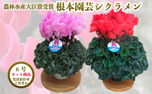 【先行予約】シクラメン 色おまかせセット 6号×2鉢 | 花 お花 ガーデンシクラメン おまかせ 6号鉢 花ギフト フラワーギフト 鉢花 鉢植え ギフト プレゼント 贈答 農林水産大臣賞受賞 根本園芸