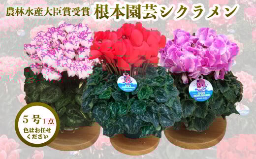 [先行予約]シクラメン 色おまかせ 5号鉢 | 花 お花 ガーデンシクラメン おまかせ 5号 花ギフト フラワーギフト 鉢花 鉢植え ギフト プレゼント 贈答 農林水産大臣賞受賞 根本園芸
