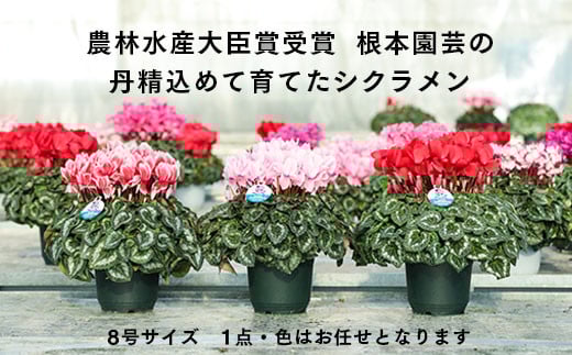 [先行予約]シクラメン 色おまかせ 8号鉢 | 花 お花 ガーデンシクラメン おまかせ 8号 花ギフト フラワーギフト 鉢花 鉢植え ギフト プレゼント 贈答 農林水産大臣賞受賞 根本園芸