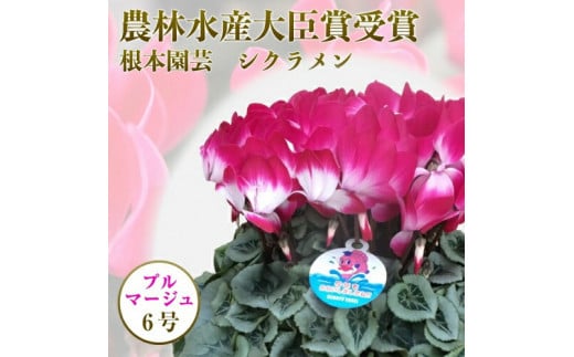 [先行予約] シクラメン プルマージュ 6号鉢 | 花 お花 ガーデンシクラメン 2色 6号 花ギフト フラワーギフト 鉢花 鉢植え ギフト プレゼント 贈答 農林水産大臣賞受賞 根本園芸
