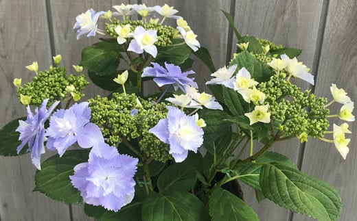 [先行予約] アジサイ ブレスレット (ブルー系) 5号鉢 | 花 お花 あじさい 紫陽花 ブルー 青 5号 花ギフト フラワーギフト 鉢花 鉢植え ギフト プレゼント 贈答 農林水産大臣賞受賞 根本園芸