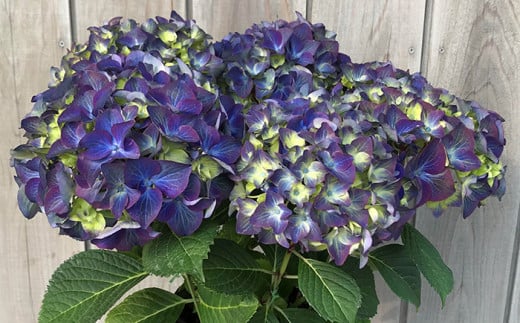 【先行予約】アジサイ ラグーン (ブルー系) 5号鉢 | あじさい 紫陽花 ブルー 青系 花 お花 花ギフト フラワーギフト 鉢花 鉢植え ギフト プレゼント 贈答 農林水産大臣賞受賞 根本園芸