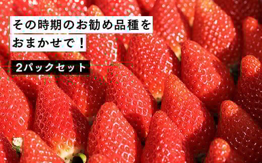 【先行予約】伊賀いちご園のいちご おまかせ2パック 560g(280g×2パック) 数量限定 | イチゴ いちご 苺 ストロベリー strawberry ふくはる香 ゆうやけベリー ギフト プレゼント 贈答
