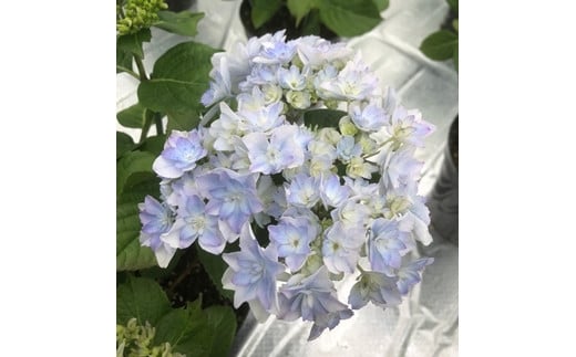 [先行予約]アジサイ 空海(ブルー系) 5号鉢 | 花 お花 あじさい 紫陽花 ブルー 青 5号 花ギフト フラワーギフト 鉢花 鉢植え ギフト プレゼント 贈答 農林水産大臣賞受賞 根本園芸