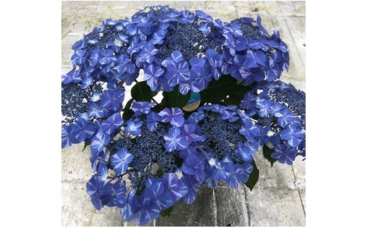 【先行予約】 アジサイ サニーデイズ (ブルー系絞り) 5号鉢 | 花 お花 あじさい 紫陽花 ブルー 青 絞り 5号 花ギフト フラワーギフト 鉢花 鉢植え ギフト プレゼント 贈答 農林水産大臣賞受賞 根本園芸