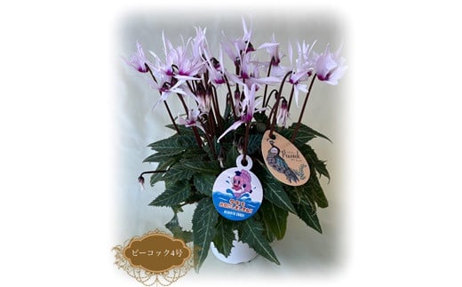 【先行予約】シクラメン ピーコック 4号鉢 | 花 お花 ガーデンシクラメン ピンク 4号 花ギフト フラワーギフト 鉢花 鉢植え ギフト プレゼント 贈答 農林水産大臣賞受賞 根本園芸