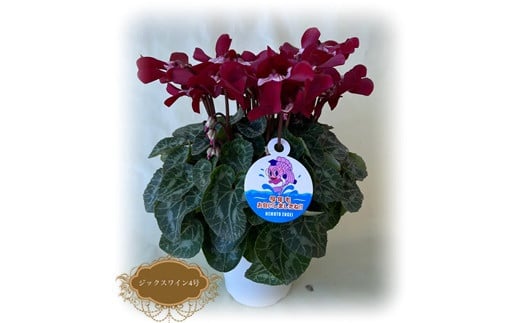 【先行予約】シクラメン ジックスレッド 4号鉢 | 花 お花 ガーデンシクラメン レッド 赤 4号 花ギフト フラワーギフト 鉢花 鉢植え ギフト プレゼント 贈答 農林水産大臣賞受賞 根本園芸