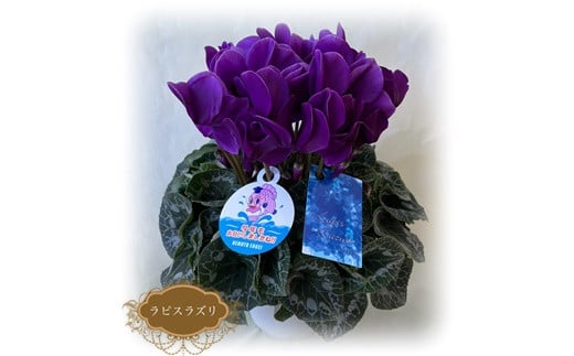 【先行予約】シクラメン ラピスラズリ 6号鉢 | 花 お花 ガーデンシクラメン ブルー 青 紺青色 6号 花ギフト フラワーギフト 鉢花 鉢植え ギフト プレゼント 贈答 農林水産大臣賞受賞 根本園芸