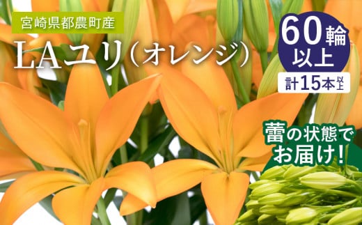 【2週間以内発送】≪期間限定≫LA ユリ(オレンジ) 約15本 生花 切花 百合 国産_T045-0071