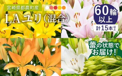【2週間以内発送】≪期間限定≫LA ユリ(混合) 約15本 生花 切花 百合 国産_T045-0081
