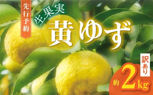 訳あり 黄ゆず 生果実 約2kg MM0107