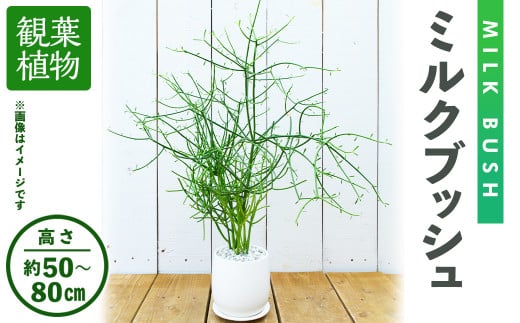 <観葉植物>ミルクブッシュ(高さ約50~80cm、巾約40cm・陶器鉢・受け皿付)【m24-03】【アイエヌエー】