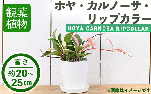 <観葉植物>ホヤ・カルノーサ・リップカラー(3.5号) (陶器鉢・受け皿付)【m24-06】【アイエヌエー】