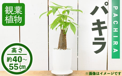 ＜観葉植物＞パキラ(4号) (陶器鉢・受け皿付)【m24-08】 【アイエヌエー】