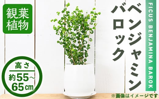 <観葉植物>ベンジャミン バロック(6号) (陶器鉢・受け皿付)インテリア 植物 鉢 観葉植物 開店祝い 移転祝い おしゃれ 室内 ギフト プレゼント オフィス 陶器鉢 受け皿 玄関 小型【m24-11】 【アイエヌエー】