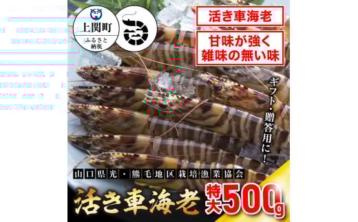 C-3 特大活き車えび500g 【山口県光・熊毛地区栽培漁業協会】(1月発送分)