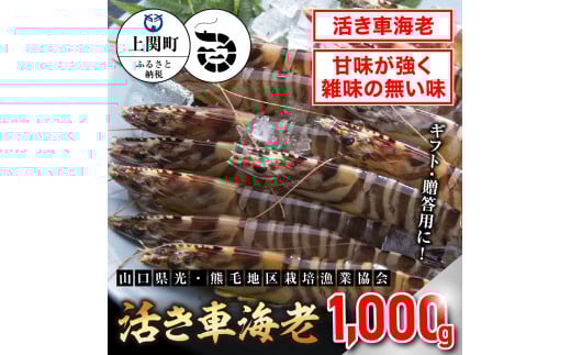 C-4 活き車えび1,000g 【山口県光・熊毛地区栽培漁業協会】(1月発送分)