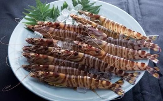 B-16 大活き車えび500g 【山口県光・熊毛地区栽培漁業協会】(1月発送分)