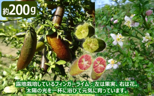 No.504 フィンガーライム　200g ／ ライム フルーツ SDGs 柑橘 おいしい 国産 果汁 愛知県