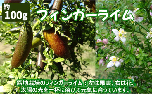 No.407 フィンガーライム  100g ／ 果実 柑橘 希少 森のキャビア 愛知県 特産品
