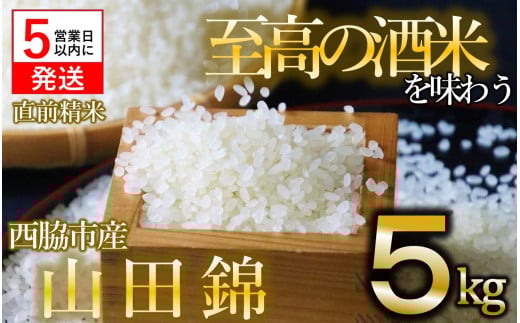 【令和5年産 山田錦】白米5kg(5kg×1袋)【5営業日以内に発送】(13-32)