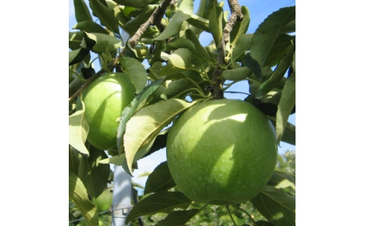 ＜南信州あじさい農園＞葉とらずりんご(グラニースミス)約5kg【1593237】