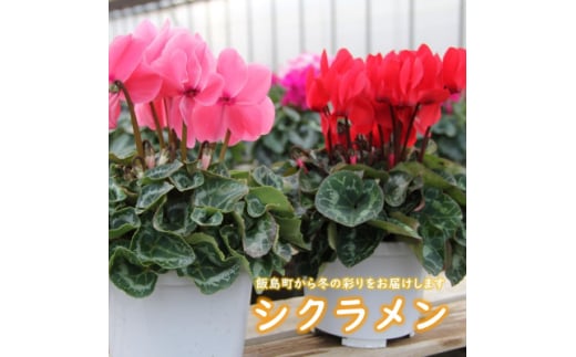 シクラメン 色・品種おまかせ 5号鉢×2鉢セット【1602462】