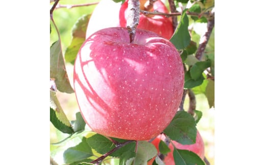 【長野県産】サンふじ！(約3kg)秀品 11月下旬から順次発送予定 信州 南信州 高森町 産地直送 果物 くだもの 旬のりんご 山下屋荘介