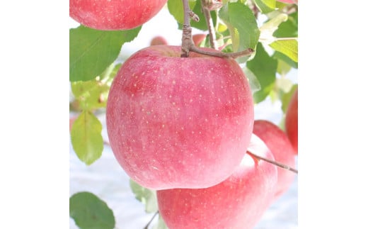 【長野県産】サンふじ！約10kg 11月下旬から順次発送予定 信州 南信州 高森町 産地直送 果物 くだもの 旬のりんご 山下屋荘介