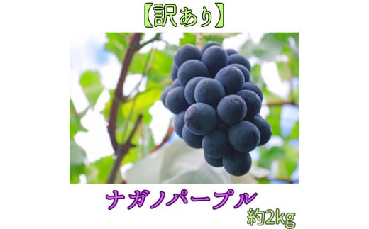 2026年発送【訳あり】ナガノパープル2kg＜2026年8月下旬発送＞ 長野県 信州 南信州 高森町 農家直送 果物 くだもの ぶどう 旬のぶどう パープル ご家庭用 サングレープ