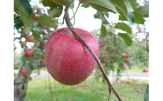 アグリスタくましろのサンふじ ご家庭用約5kg(12～20玉) 11月下旬より発送 長野県 信州 南信州 高森町 果物 くだもの 旬 旬の果物 旬のりんご 訳あり アグリスタくましろ