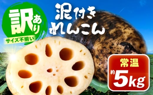 訳あり 泥付きれんこん 5kg (常温) 野菜 レンコン 愛西市 / JAあいち海部れんこんセンター 【配送不可地域：北海道・沖縄・離島】 [AEDK001]
