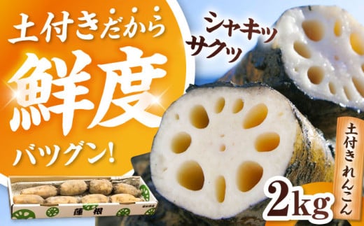 【先行予約】＼毎年10月より順次発送／ れんこん 2kg 土付き蓮根 れんこん レンコン 愛知県産 野菜 産地直送 愛西市 / 清水食品  [AEAJ001]